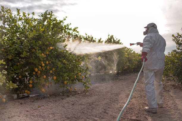 Best Spider Control Near Me  in Pinellas Park, FL