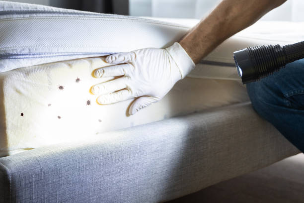 Best Bed Bug Extermination  in Pinellas Park, FL
