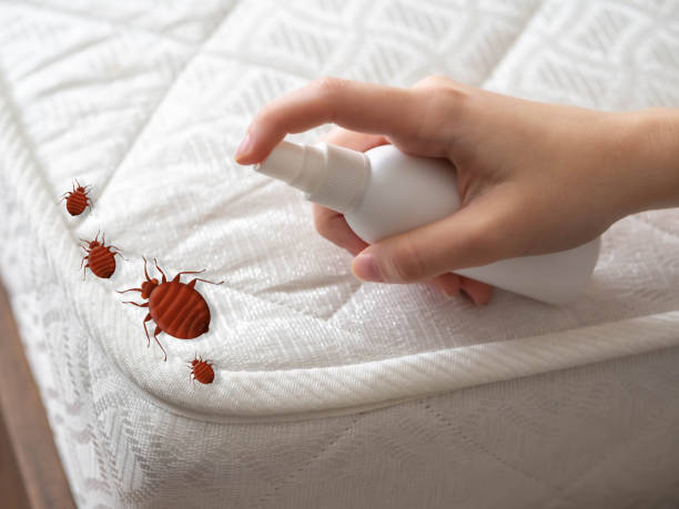 Reliable Pinellas Park, FL Pest Control Solutions