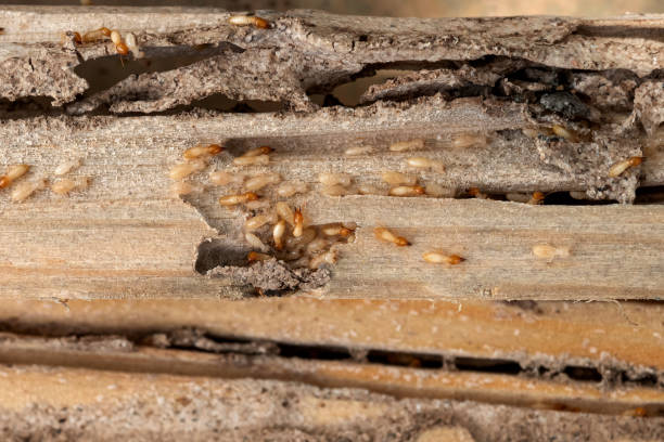 Best Bed Bug Extermination  in Pinellas Park, FL