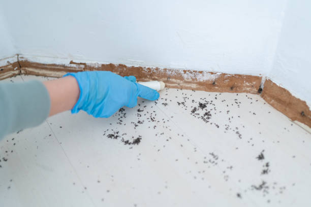 Best Pest Removal Services  in Pinellas Park, FL